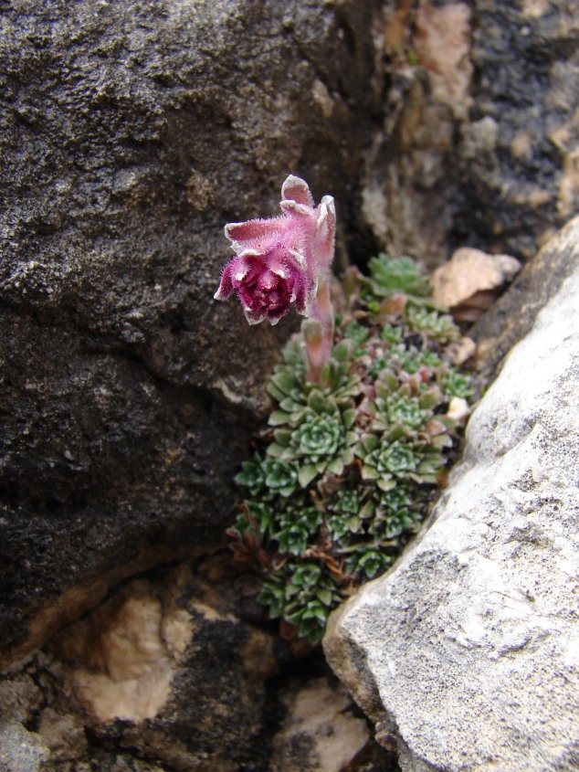 Saxifraga porophylla / Sassifraga porosa